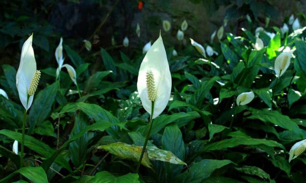 ספטיפילום וליס - Peace Lily